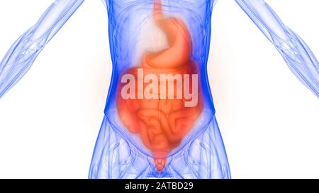 Les organes internes de l'anatomie du système digestif Banque D'Images