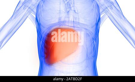 Le foie est une partie du corps humain organes internes Anatomie. 3D Banque D'Images