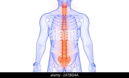 Colonne vertébrale de squelette humain Anatomie du système Banque D'Images