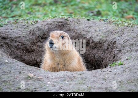 Un portrait d'un joli chien de prairie, le genre Cynomys, dans un zoo Banque D'Images