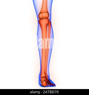 Système de squelette humain douleurs articulaires osseuses de jambe Anatomie. 3D Banque D'Images