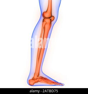Système de squelette humain douleurs articulaires osseuses de jambe Anatomie. 3D Banque D'Images