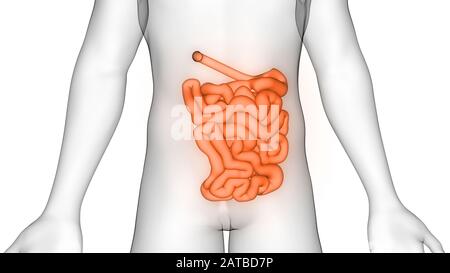 Les organes internes de l'anatomie du système digestif Banque D'Images