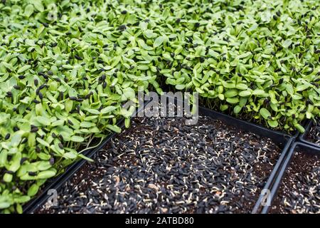 plateaux de microgreens de tournesol en serre Banque D'Images