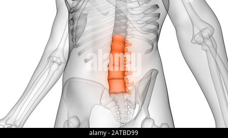 Colonne vertébrale de squelette humain Anatomie du système Banque D'Images