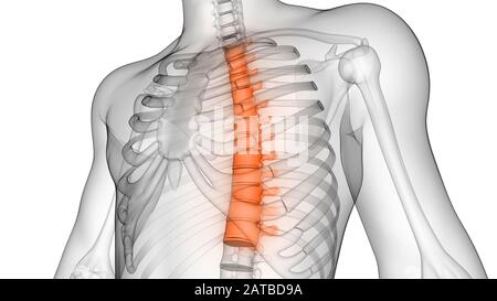 Colonne vertébrale de squelette humain Anatomie du système Banque D'Images