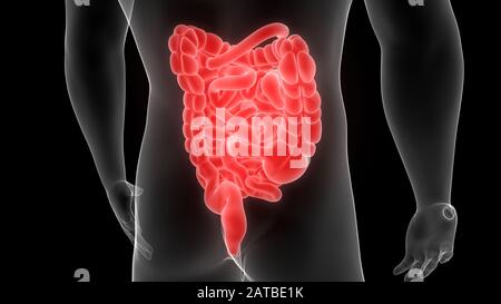 Système digestif humain - rendu 3d anatomique Banque D'Images