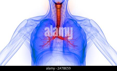 Poumons une partie du système respiratoire humain Anatomy X-ray 3D rendu Banque D'Images