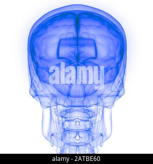 Cerveau de l'organe interne humain avec système Nerveux Anatomy X-ray 3D rendu Banque D'Images