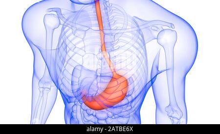 Estomac une partie du système digestif humain rendu 3D Banque D'Images