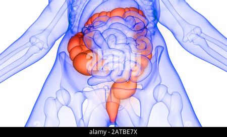 Gros intestin partie du système digestif humain rendu 3d Banque D'Images