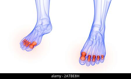 Articulations osseuses des pieds de l'anatomie du système de squelette humain Banque D'Images