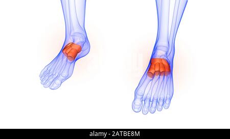 Articulations osseuses des pieds de l'anatomie du système de squelette humain Banque D'Images