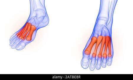 Articulations osseuses des pieds de l'anatomie du système de squelette humain Banque D'Images