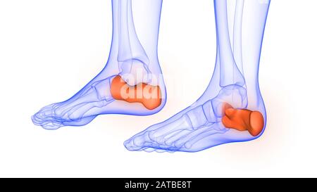 Articulations osseuses calcanéées de l'anatomie du système de squelette humain Banque D'Images