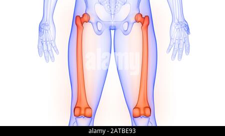 Articulations osseuses du fémur de l'anatomie du système de squelette humain Banque D'Images