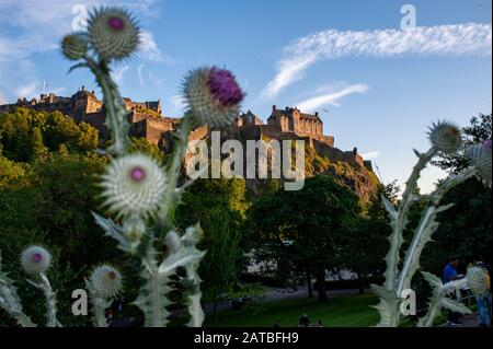 Vue sur le château d'Édimbourg avec ses fleurs de thisle devant. Photographie de voyage/paysage urbain d'Édimbourg par Pep Masip. Banque D'Images