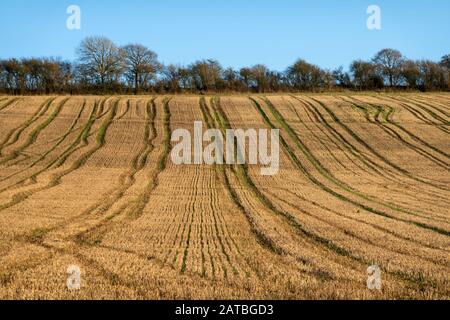Lignes de pneus de tracteur dans le domaine des chaumes en hiver, East Garston, West Berkshire, Angleterre, Royaume-Uni, Europe Banque D'Images