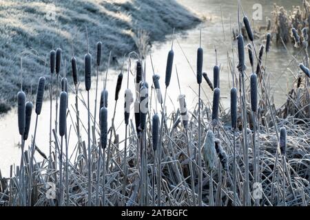 Burinds à côté de petit étang sur givré matin d'hiver, Newbury, Berkshire, Angleterre, Royaume-Uni, Europe Banque D'Images