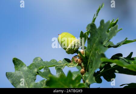 Un Acorn toujours attaché à l'arbre contre un ciel bleu Banque D'Images