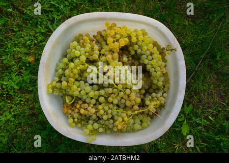 Un seau rempli de raisins ronds, juteux, verts et blancs. Debout sur un tapis d'herbe verte vive pendant la récolte à San Gimignano, Toscane pour le vin Banque D'Images