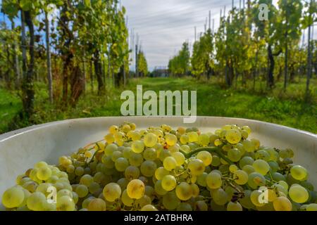 Une clôture de raisins ronds, juteux, verts, dorés et blancs dans un bac pendant la récolte. En arrière-plan, les stocks de vignes paisibles à San Gimignano, en Toscane. Banque D'Images