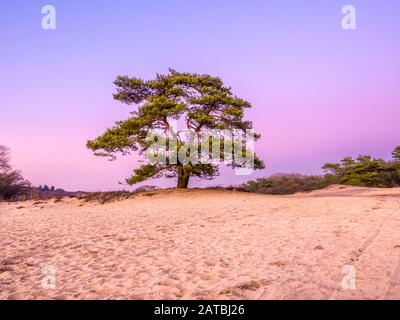 L'arbre de pin sylvestre, Pinus sylvestris, dans les dunes de sable de landes au crépuscule, Goois Réserve Naturelle, Pays-Bas Banque D'Images