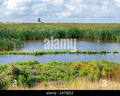 Guet et marécage sur l'île artificielle d'origine humaine, des Wadden Marqueur Markermeer, Pays-Bas Banque D'Images