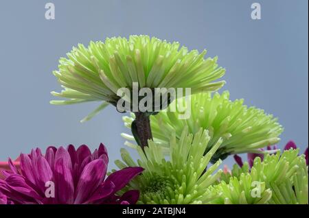 Gros plan de belles fleurs colorées Banque D'Images