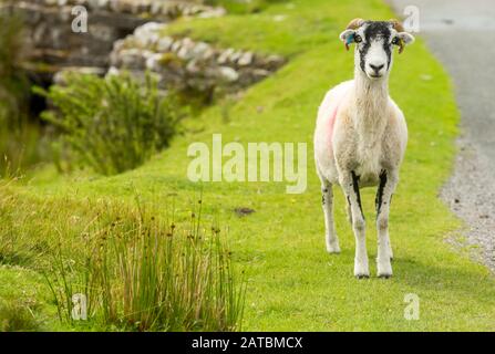 Swaledale Ewe ou femelle brebis, avec polaire de shorn face vers l'avant, Yorkshire Dales, Royaume-Uni. Les moutons de Swaledale sont une race indigène du Yorkshire du Nord. Paysage Banque D'Images