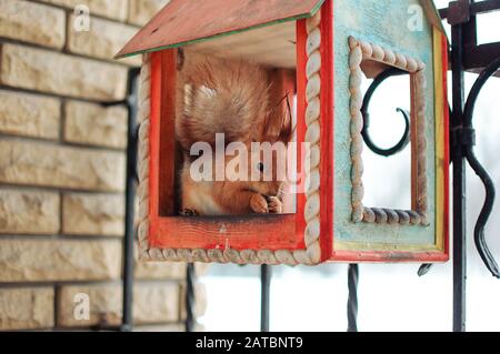 un écureuil est assis dans un auge d'alimentation et mange des noix. Écureuil dans une maison en hiver dans le jardin botanique. Banque D'Images