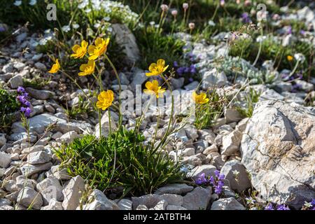 Ranunculus fleurit sur Majella Banque D'Images