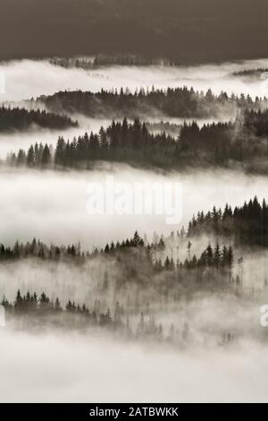 Vue Sur La Forêt D'Achray, Le Parc National Des Trossachs, Écosse Banque D'Images