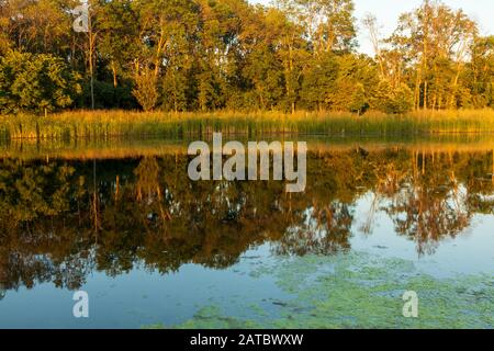 Coucher du soleil réflexion des Queues dans l'étang au parc du village d'Elm Grove Banque D'Images