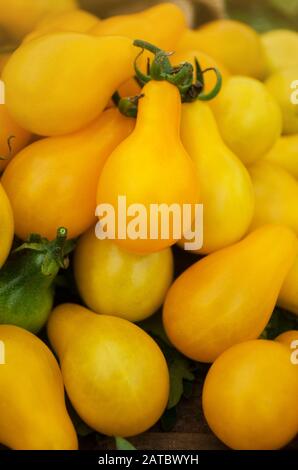 Tomate de poire jaune biologique. Tomate appelée goutte jaune. Tomate naturelle bio saine alimentation. Banque D'Images