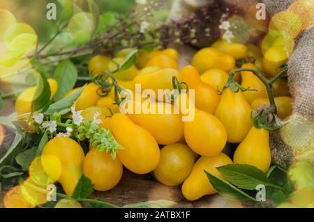 Tomate de poire jaune biologique. Tomate appelée goutte jaune. Tomate naturelle bio saine alimentation. Tomate jaune en forme de poire sur un bois. Banque D'Images