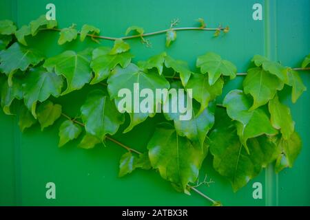 Une clôture verte de l'ivy. Usine d'hélice Hedera florissante sur un mur vert menthe. Plante abondante, riche et verte, omniprésente poussant et accrochant la porte avant Banque D'Images