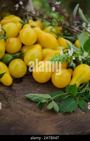 Tomate de poire jaune biologique. Tomate appelée goutte jaune. Tomate naturelle bio saine alimentation. Banque D'Images