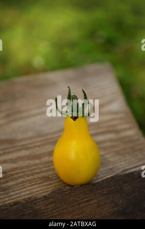 Tomate de poire jaune biologique. Tomate appelée goutte jaune. Tomate naturelle bio saine alimentation. Banque D'Images