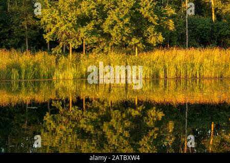 Coucher du soleil réflexion des Queues dans l'étang au parc du village d'Elm Grove Banque D'Images