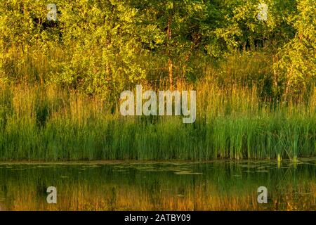 Coucher du soleil réflexion des Queues dans l'étang au parc du village d'Elm Grove Banque D'Images