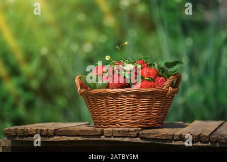 Récolte de fraises dans un panier. Fraises avec feuilles vertes dans un panier en osier Banque D'Images