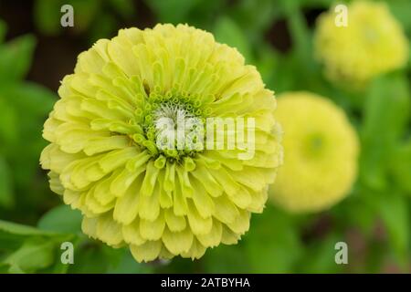 Gros plan sur une fleur de Zinnia. Zinnia elegans var Citron Vert Queen Banque D'Images