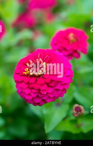 Gros plan sur une fleur de Zinnia. Zinnia elegans var Zinnita Rose Banque D'Images