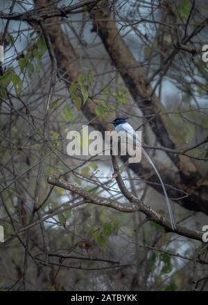 Mâle Asian Paradise Fly Catcher assis sur Perch dans une forêt dense Banque D'Images