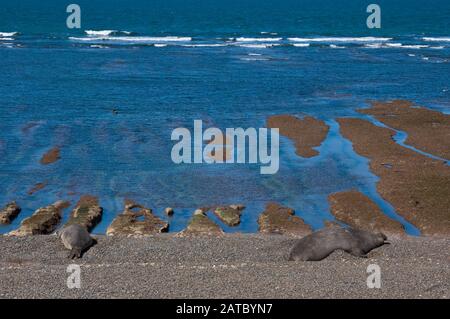 Lions de mer situés dans la péninsule de Valdes en Argentine Banque D'Images