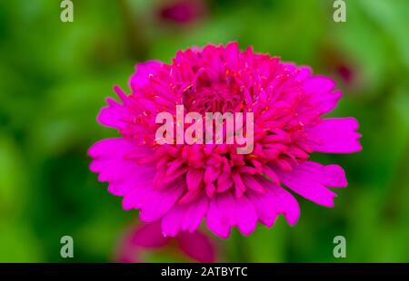 Gros plan sur une fleur de Zinnia. Zinnia elegans var Zendrillon. Banque D'Images