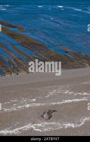 Lions de mer situés dans la péninsule de Valdes en Argentine Banque D'Images
