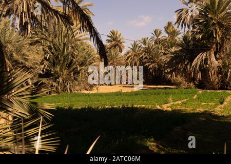 Un champ de luzerne dans l'oasis de Tighmert dans le sud du maroc. Banque D'Images