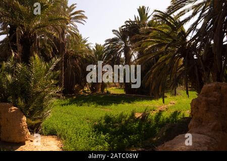 Un champ de luzerne dans l'oasis de Tighmert dans le sud du maroc. Banque D'Images